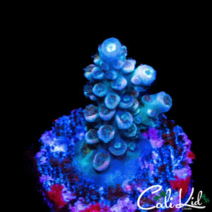 AQUA TENIUS