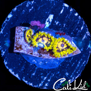 MYSTERY ZOA DOUBLE