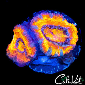 ULTRA STRIPE ACAN DOUBLE
