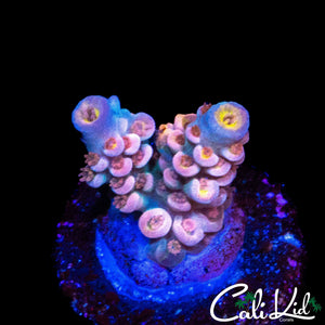 CK UTOPIA