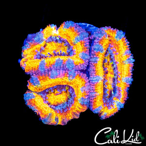 ULTRA STRIPE ACAN TRIPLE