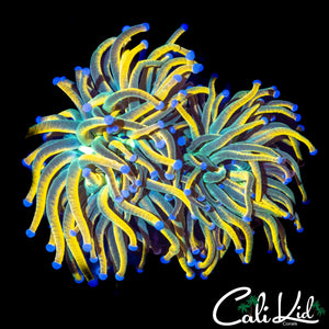 CK MEDUSA TORCH (AQUACULTURED)