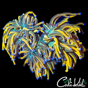 CK MEDUSA TORCH (AQUACULTURED) 3 HEADS