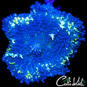 XXL GOLDEN RING PERSIAN RUG