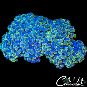 SPLATTER BUBBLE COLONY