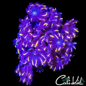 RAINBOW CLOVES CHUNK
