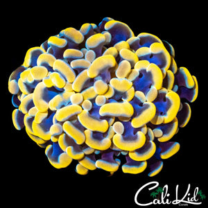 GOLDEN BRANCHING HAMMER