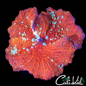 XL SPOTTED MORPH DISCOSOMA