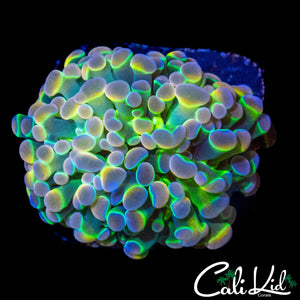 HOLOGRAM HAMMER