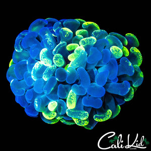 SPLATTER BRANCHING HAMMER