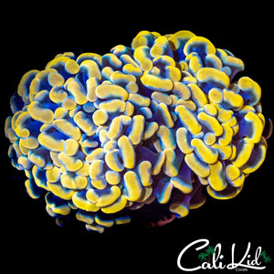 GOLDEN BRANCHING HAMMER DOUBLE