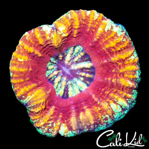 BEAUTIFUL MULTI COLOR SCOLY