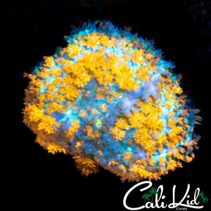 Orange Kush Bounce Mushroom