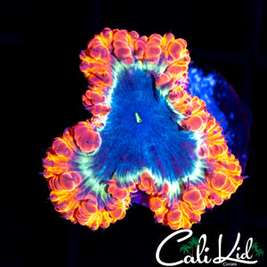 Indo Tri Color Blasto