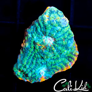 CK Grafted Convict Chalice