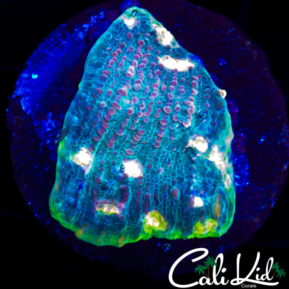 Bubble Gum Chalice Frag