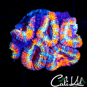 Insane Rainbow Acan Mini Colony