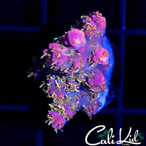 Tyree Pinky the Bear Frag