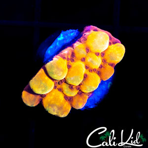 CK Bubonic Monti