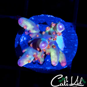 CK Fireball Acro
