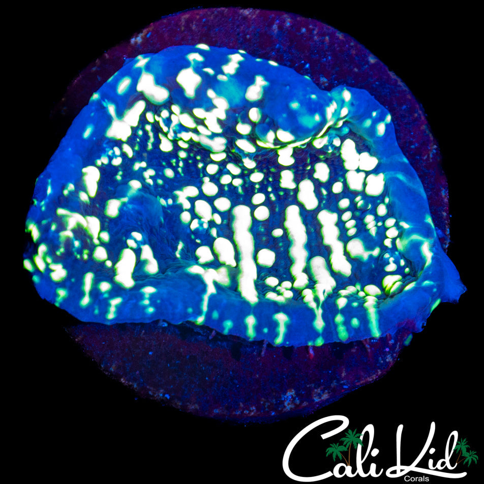 Andromeda Chalice