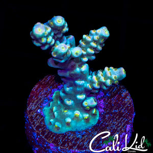 Ultra Rainbow Tenius