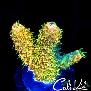 Acid Trip Milli