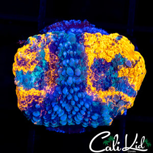 CK Black Widow Echinata