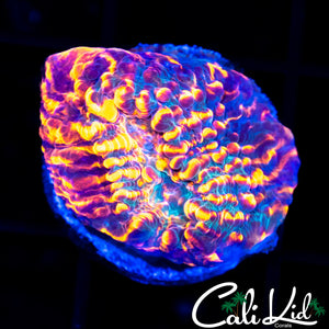 Pop Rockz Chalice