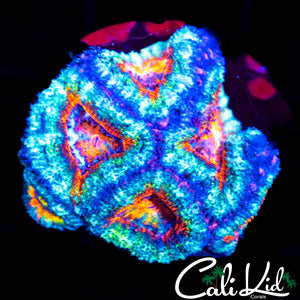 Ultra Rainbow Acan Mini Colony