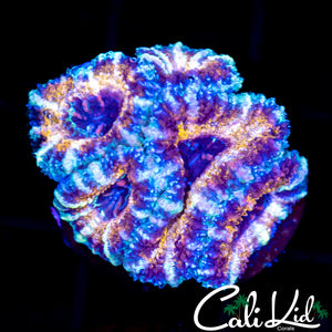 Ultra Acan Mini Colony