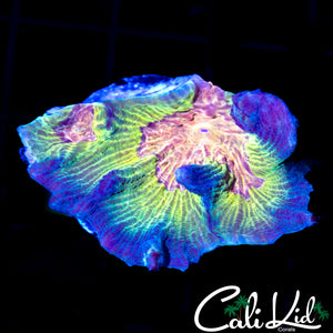Rainbow Pectinia Frag