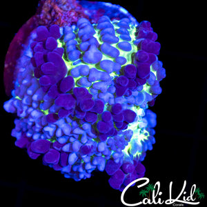 CK Bounce Mushroom