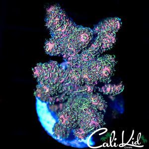 Ultra Pink Milli Chunk