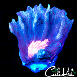 Pink Eye Pectinia