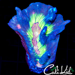 Rainbow Pectinia Chunk