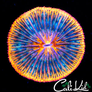Ultra Pin Wheel Fungia