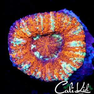 Rare Acan Maxima
