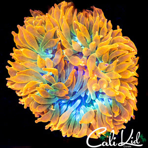 Amazing Flame Tip Anemone