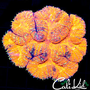 Gold Spot Small Symphllia