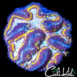 Rainbow Maze Small Symphyllia