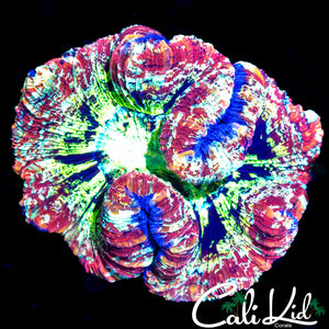 Ultimate Rainbow Trachy