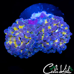 Golden Branching Frammer Double