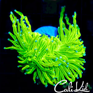 Snakeskin Grail Torch