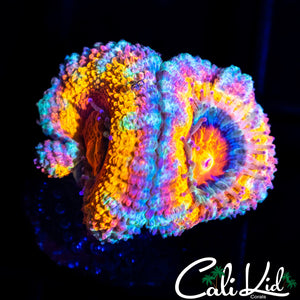 Bens Banger Acan Double