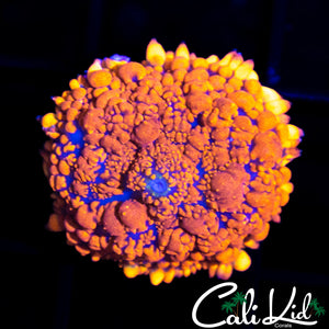 Ultra Flamethrowert Rhodactis