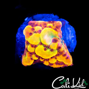 Bubonic Monti