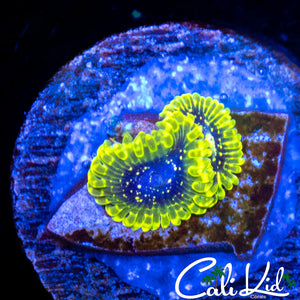 Exosphere Double