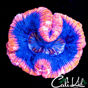 Pink / Blue Ultra Wellso