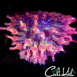 Aquacultured Rainbow Anemone